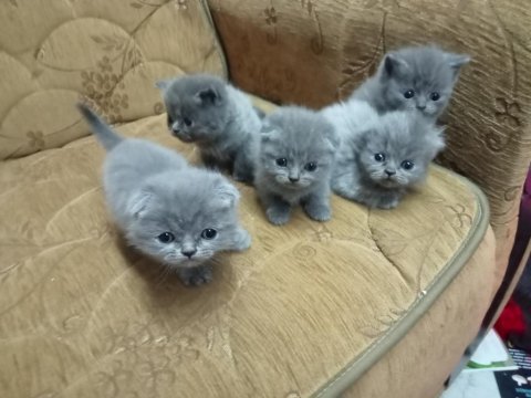 Ankara 4 aylık kediler