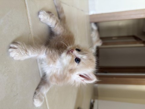 British longhair kedisi
