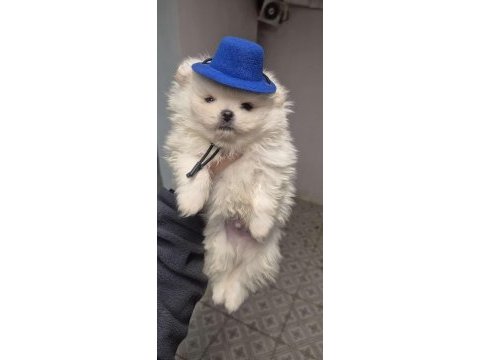 Pomeranian pamuklarımız