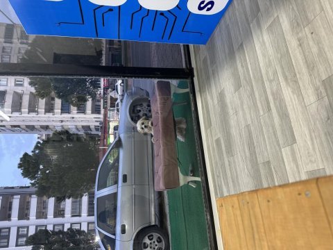 Shih-tzu küçük boylu süs köpeği