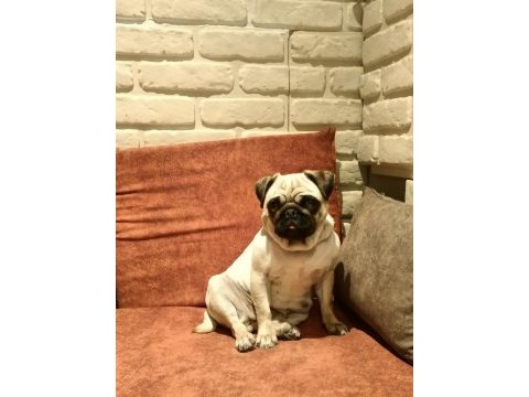 2 yaşında hamile pug