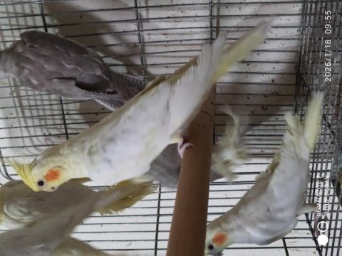 Damızlık 6-7 aylık albino ve lutino dişi sultan papağanı