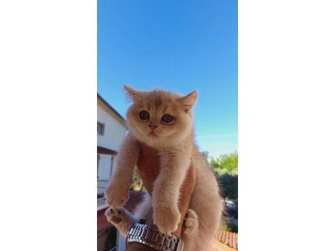 British shorthair erkek 2,5 aylık