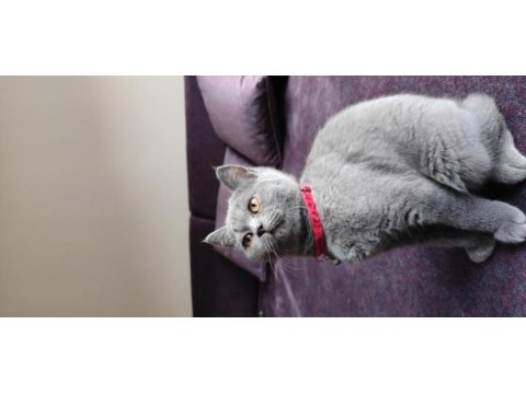 British shorthair /eskişehir