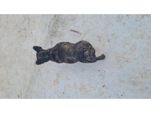 French bulldog yuvasını arıyor