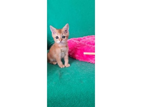British shorthair kedisi