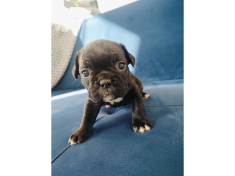Maskeli french bulldog yavruları