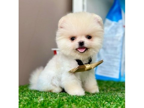 Safkan pomeranian boo yavrularımız