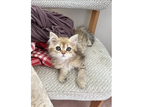 British longhair golden dişi yavru