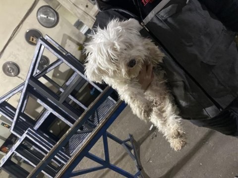 Maltese terrier sakin uslu eğitimli