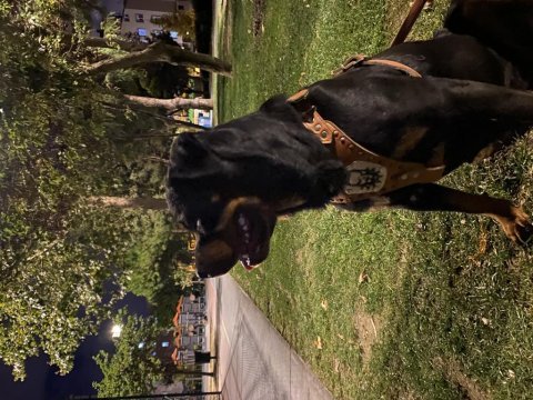 1,5 yaşında dışı istanbul rottweiler