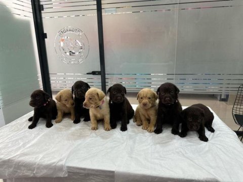 Üst kalite labrador yavruları