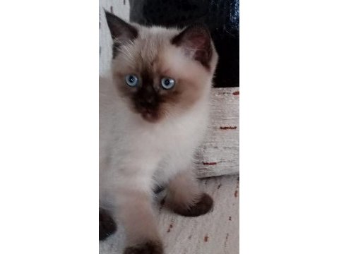 Kedimiz pertev