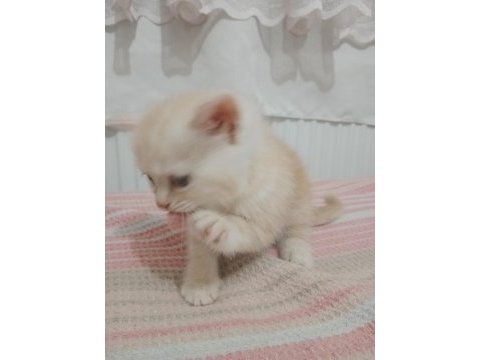 Chinchilla 2 aylık sahiplendirme