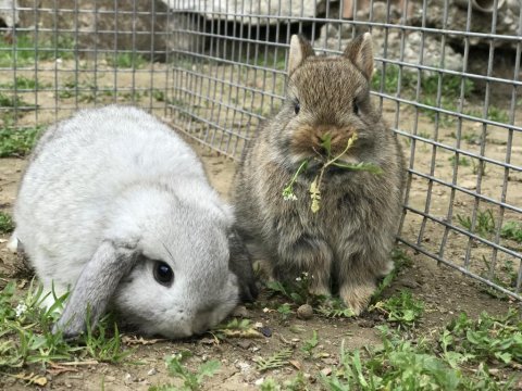 Orjinal safkan cüce ve mini lop tavşanı bebeklerimiz