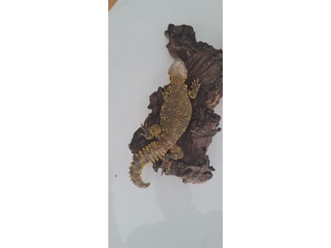 Uromastyx faturalı evraklı şekilde