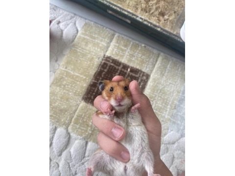 Evcil 8 aylık suriye hamster