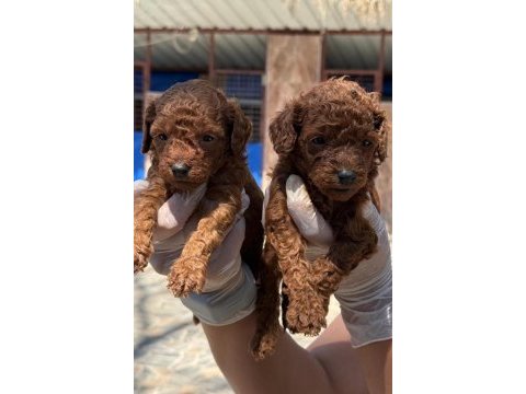 Toy poodle yavrularımız