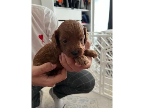 Rezerveye açık toy poodle yavrular