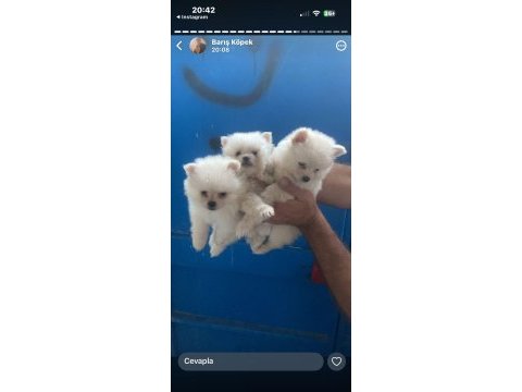 Pomeranian yavrular ırk sağlık garantili