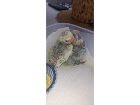 El besleme sevda papağanları