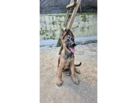 Dişi erkek orijinal belçika kurdu yavrular