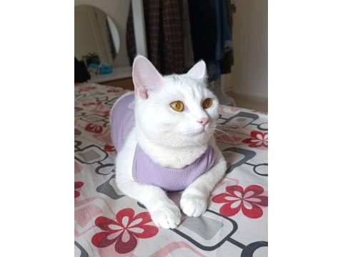 Prenses kızıma dişi kedimize yuva