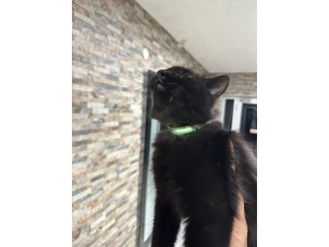 Oyuncu uslu dost canlısı kedimiz