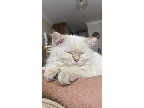 British longhair kedimiz için açıklamayı okuyunuz