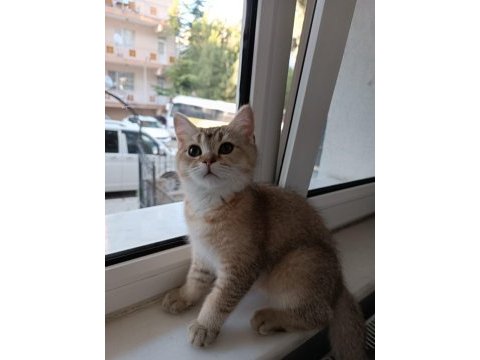 Son kalan golden yavru scottish
