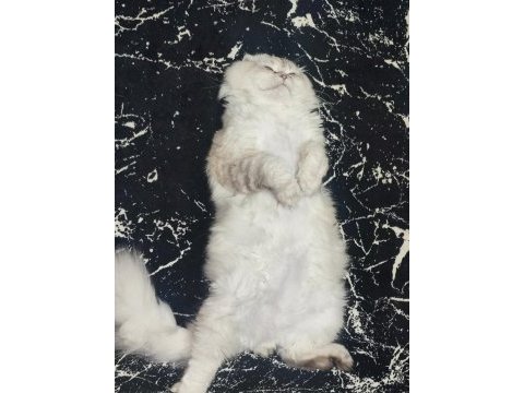 Scottish longhair oğlum