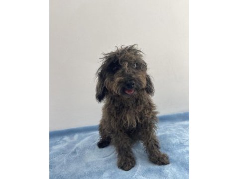 Egzotik güzellik poodle