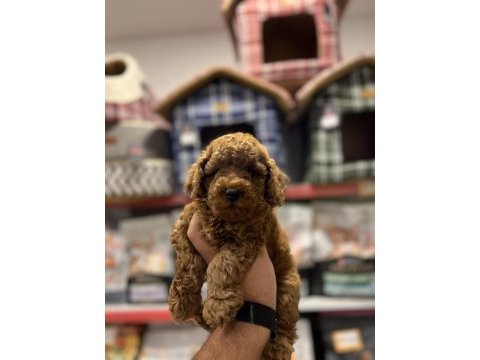 Poodle yavruları