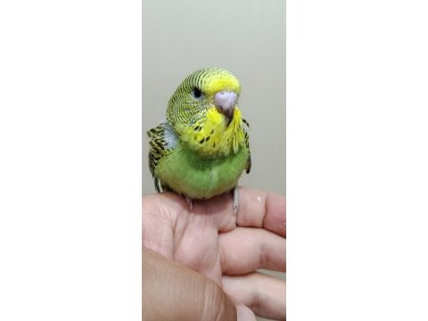 Jumbo muhabbet kuşu bebekler