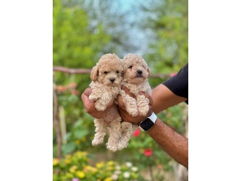 Maltipoo yavrularımız