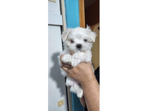 Maltese terrier adrese teslim, kapıda ödeme yapabilirsiniz
