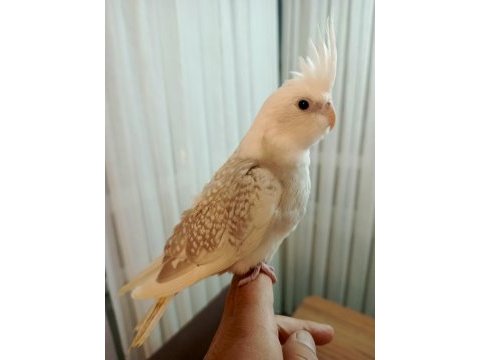 Çok tecrübeli sultan papağanı takım