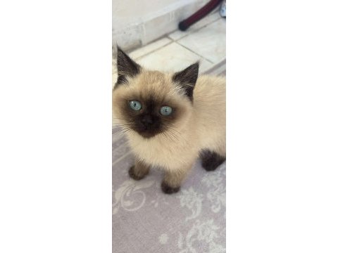 Dişi çok oyuncu kedimiz