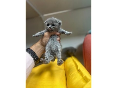 Scottish straight scottish fold rezerveye açık