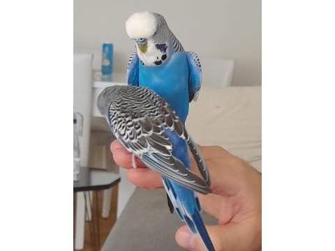 Evcil jumbo muhabbet kuşu erkek