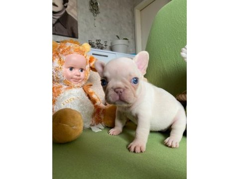 Egzotik french bulldog yavrular