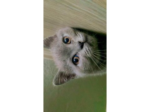 British shorthair