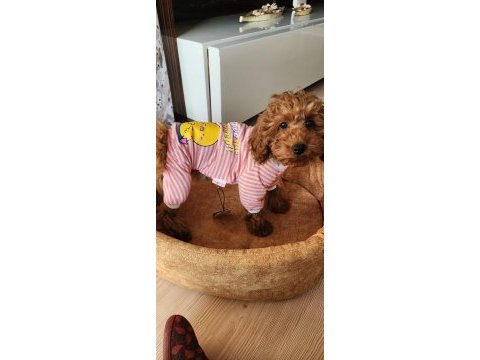 4 aylık dişi toy poodle