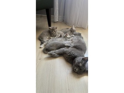 Anne baba british shorthair