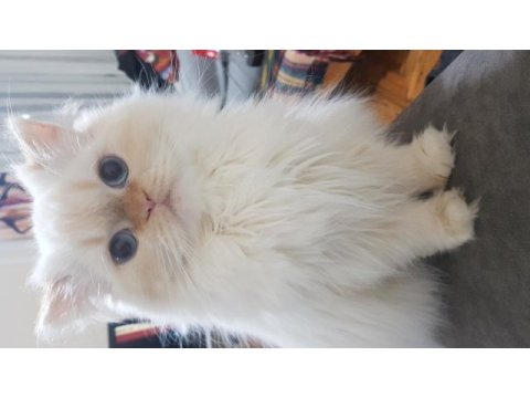 2 yaşında güzel chinchilla kızım ve yavruları