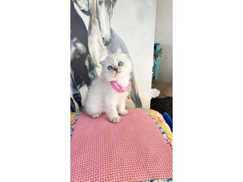 Safkan british shorthair ve scottish fold bebek kediler