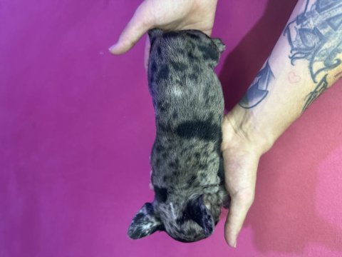 Merle french bulldog yavrusu