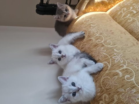 3 tane dişi british yavru