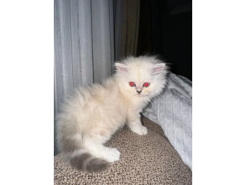 British longhair 2.5 aylık erkek