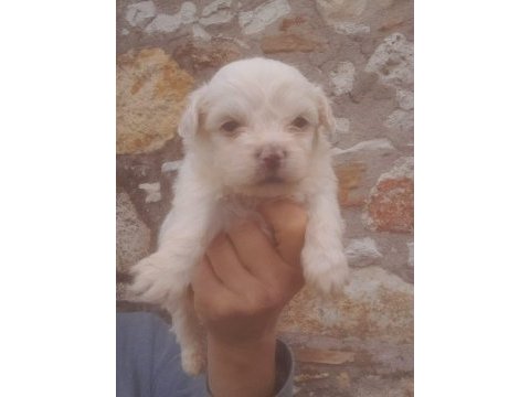 Maltese kore teacup 2 kg geçmez
